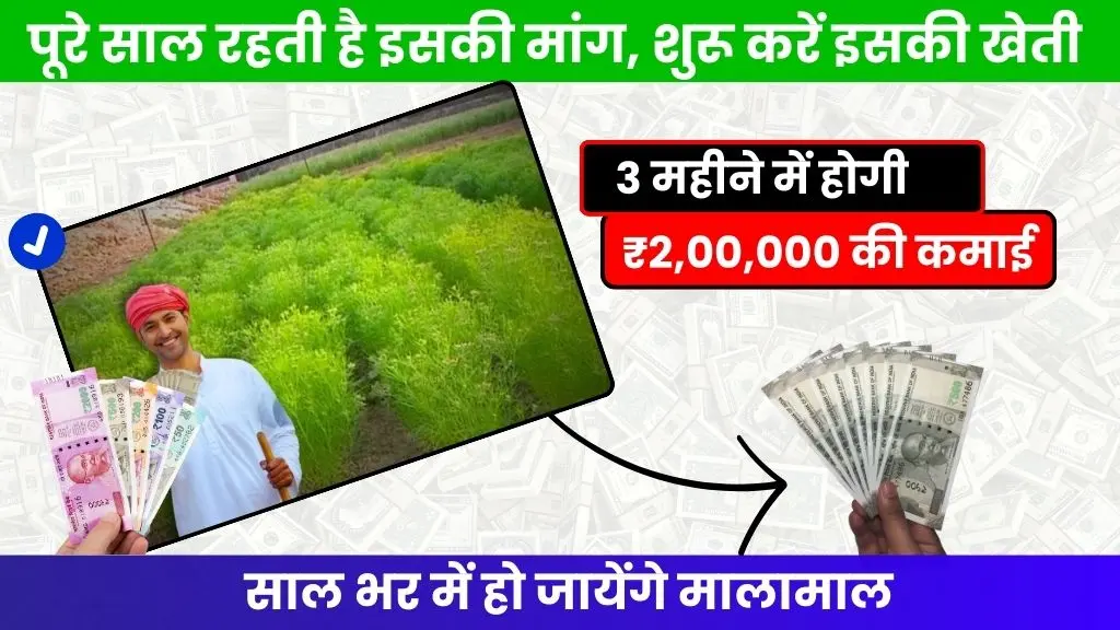 Cumin Farming Business Idea - पूरे साल रहती है इस प्रोडक्‍ट की मांग, शुरू करें इसका बिजनेस, 3 महीने में कमाएं 2 लाख रुपये